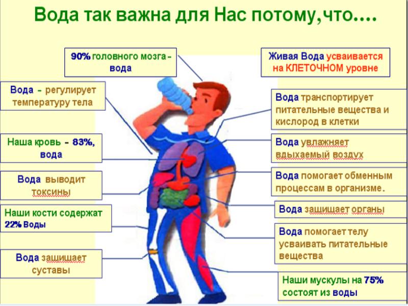 Как вода протекает в теле Как вода протекает в теле